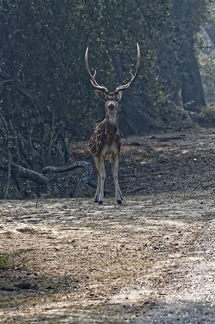 Keoladeo national park-126